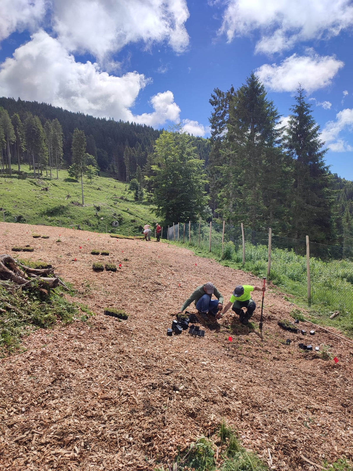 Uomini al lavoro per la rigenerazione delle foreste