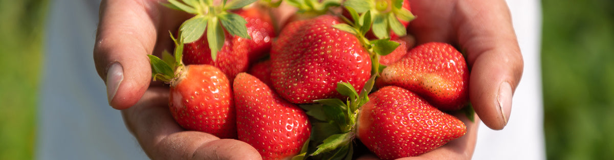 Le fragole bio di Rigoni di Asiago