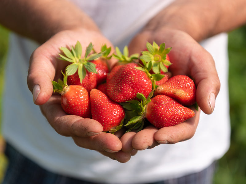 Le fragole bio di Rigoni di Asiago